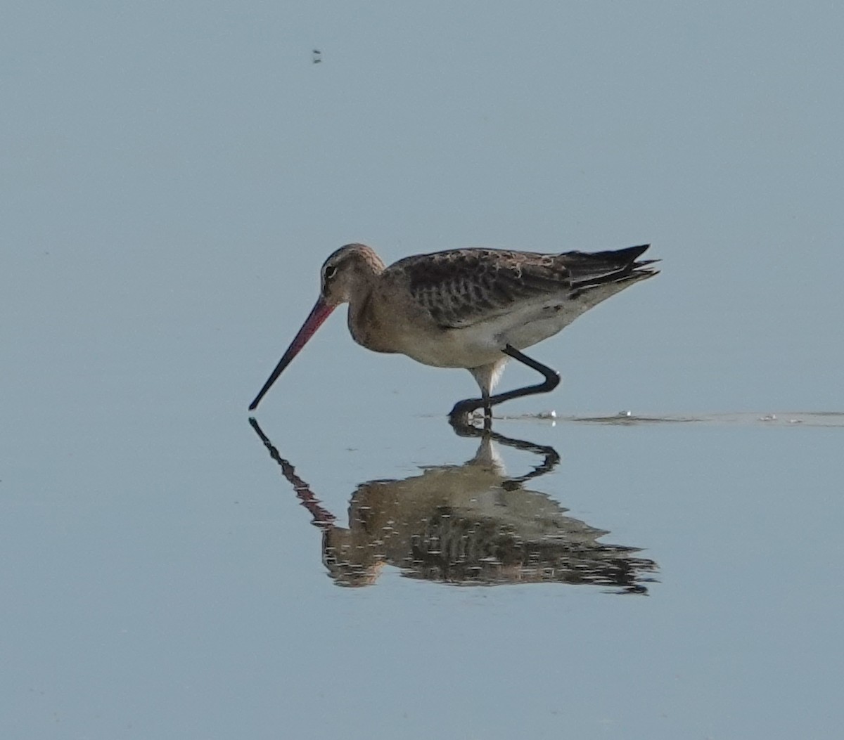 Black-tailed Godwit - ML641977316