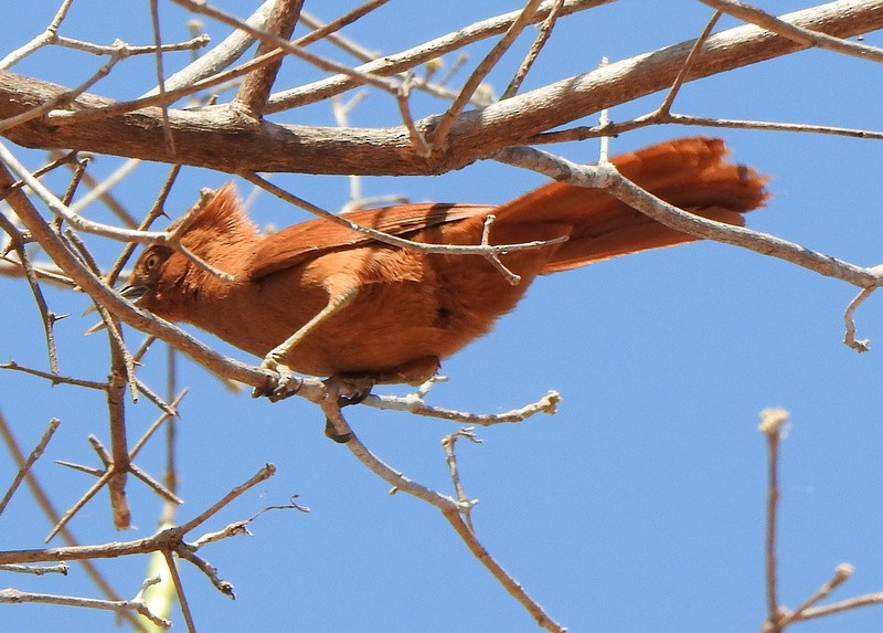 Rufous Cacholote - ML641977317
