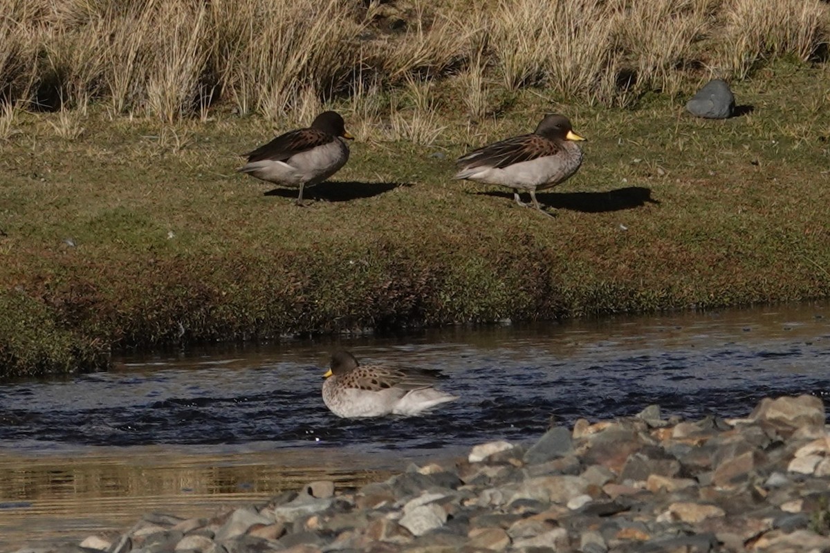 Yellow-billed Teal - ML641977319