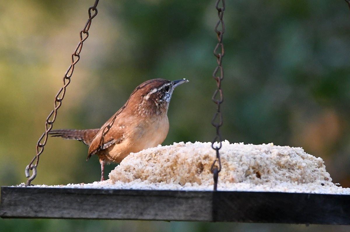 Carolina Wren - ML641977320