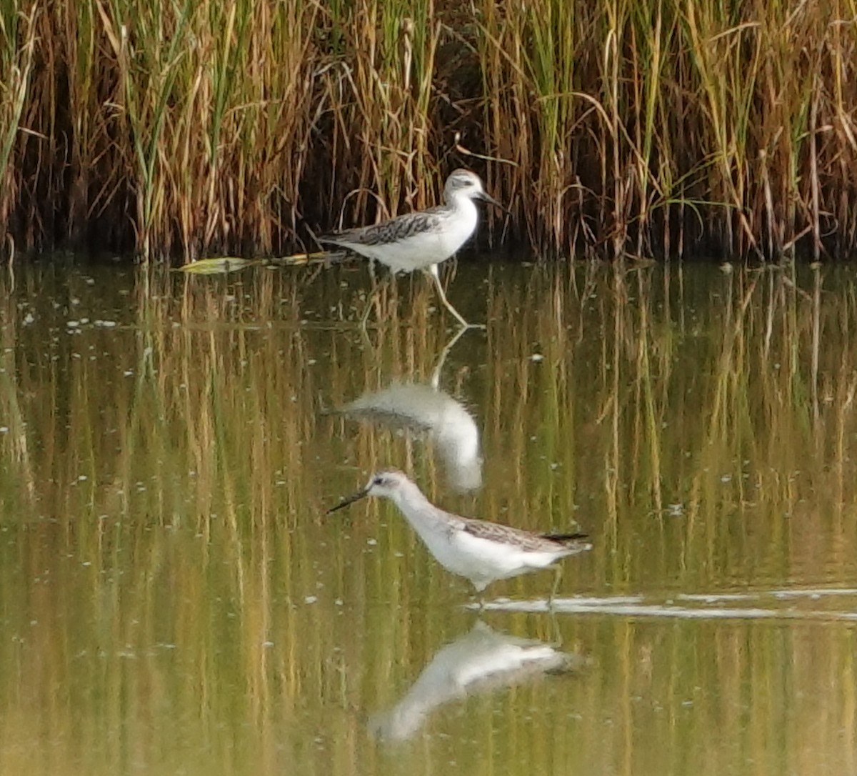 Marsh Sandpiper - ML641977322