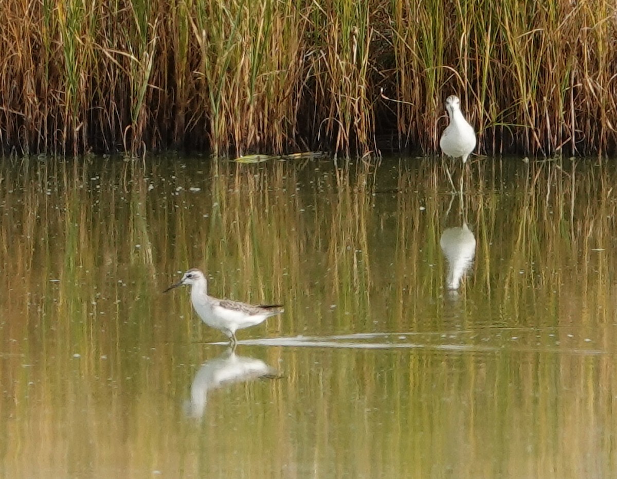 Marsh Sandpiper - ML641977323