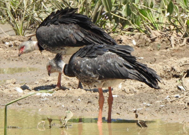 Southern Screamer - ML641977326