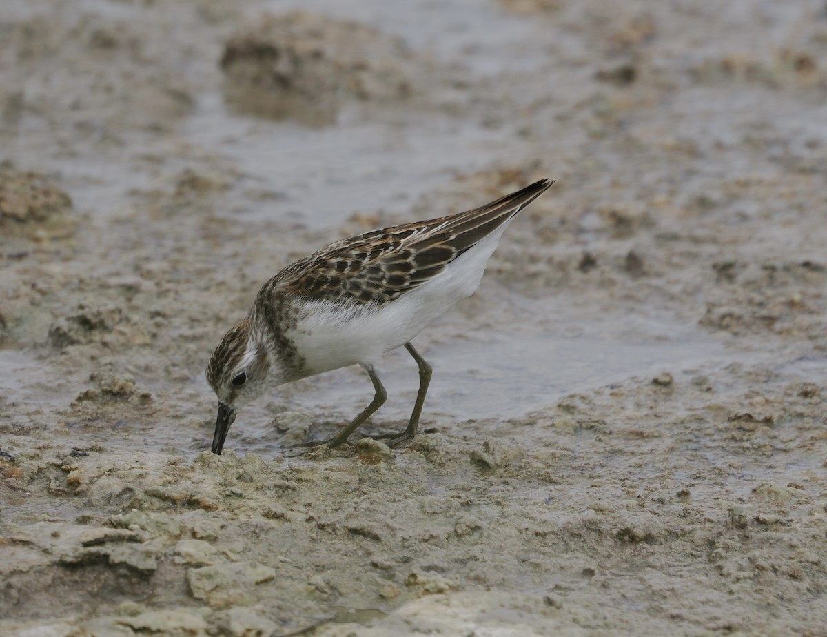 Least Sandpiper - ML641977329
