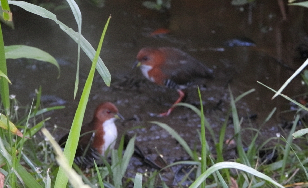Red-and-white Crake - ML641977338