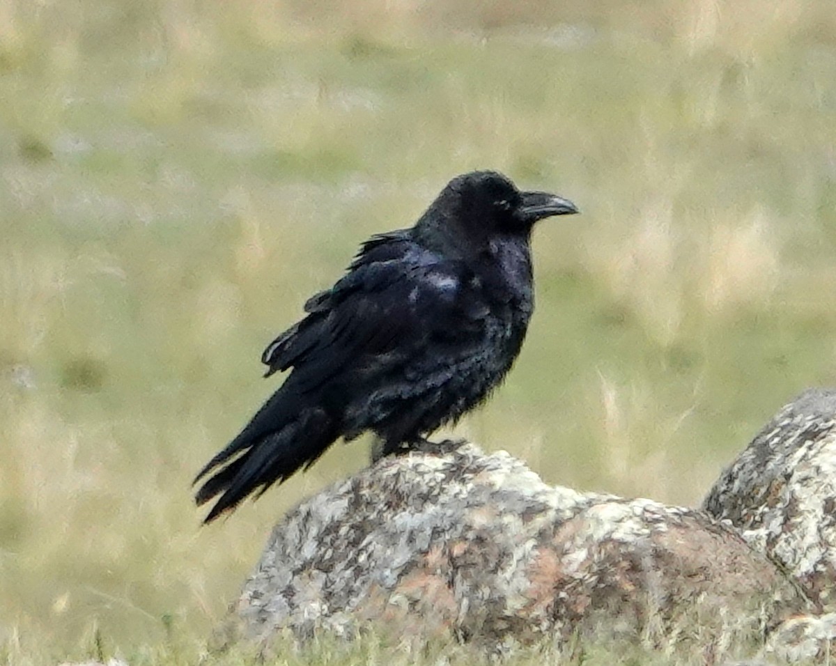 Common Raven - ML641977342