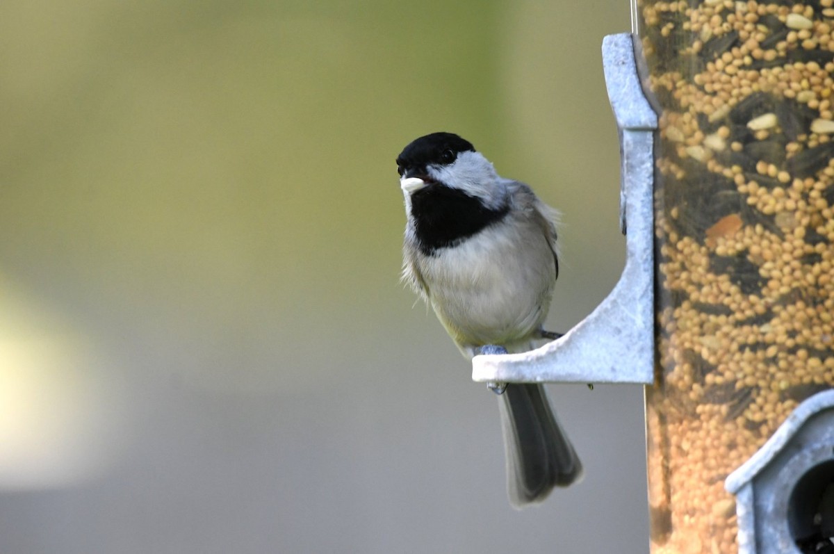 Carolina Chickadee - ML641977361