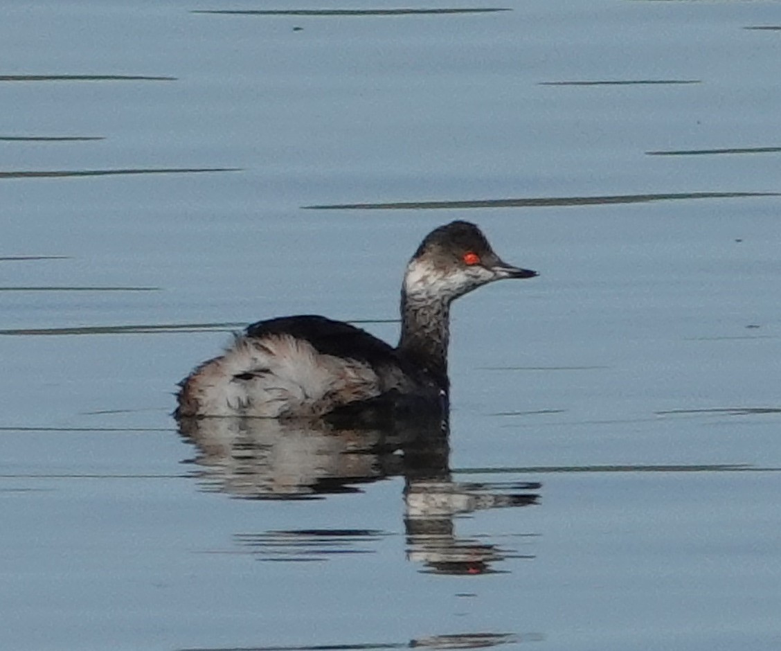 Eared Grebe - ML641977368
