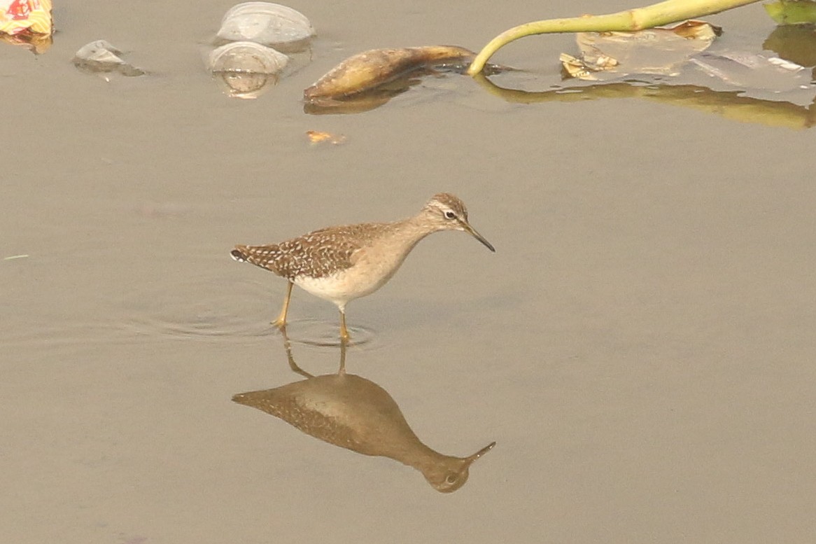 Bruchwasserläufer - ML641977373