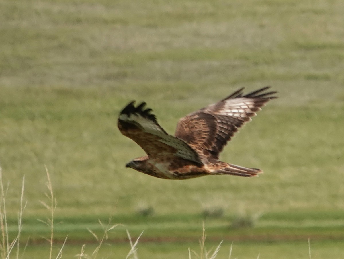 Upland Buzzard - ML641977374