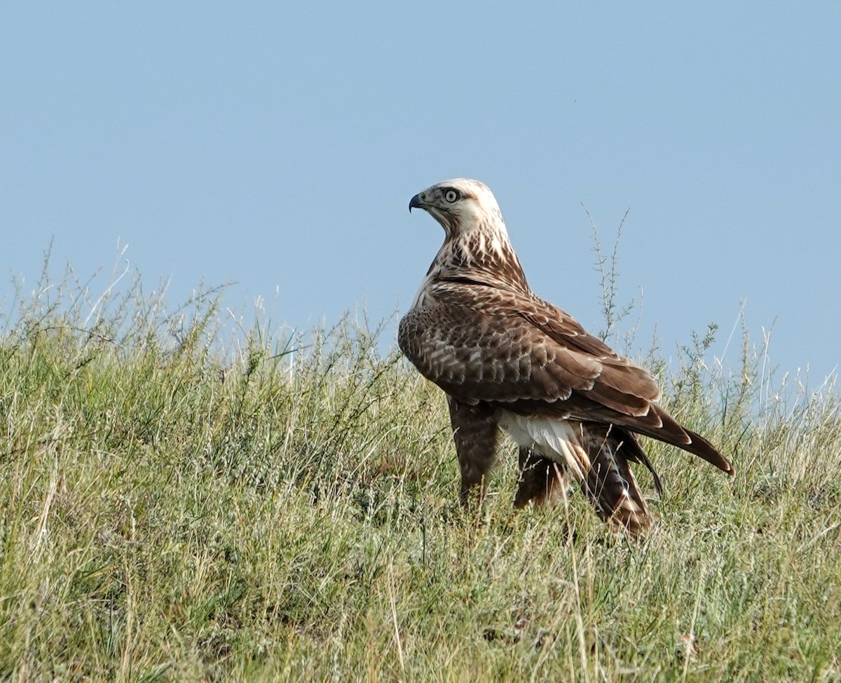 Upland Buzzard - ML641977375