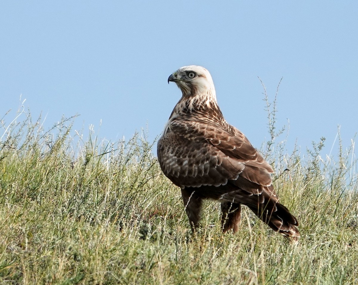 Upland Buzzard - ML641977377