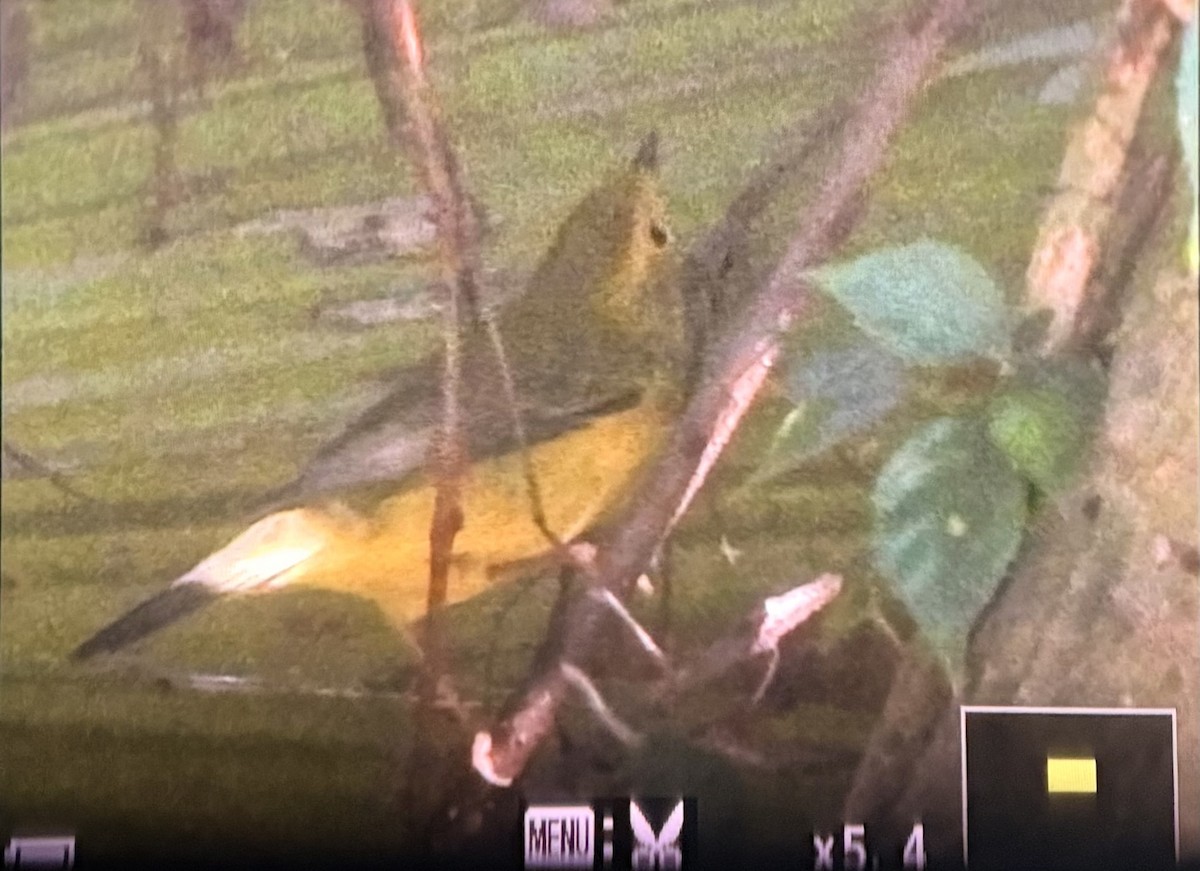 Wilson's Warbler - ML641977378