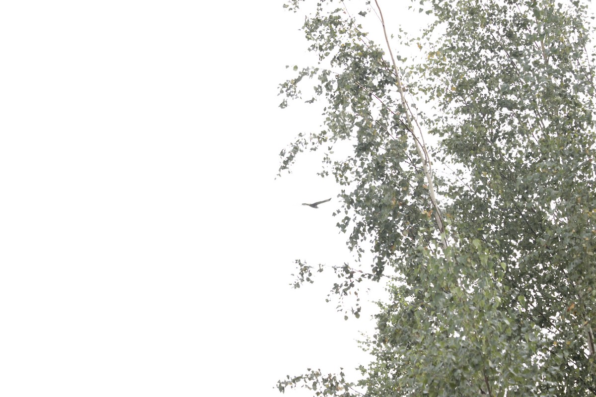 Common Buzzard - ML641977388