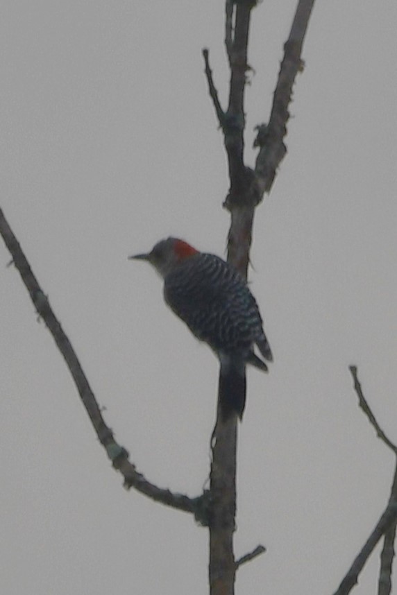 Red-bellied Woodpecker - ML641977398