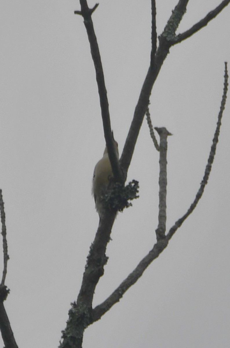 Red-bellied Woodpecker - ML641977399