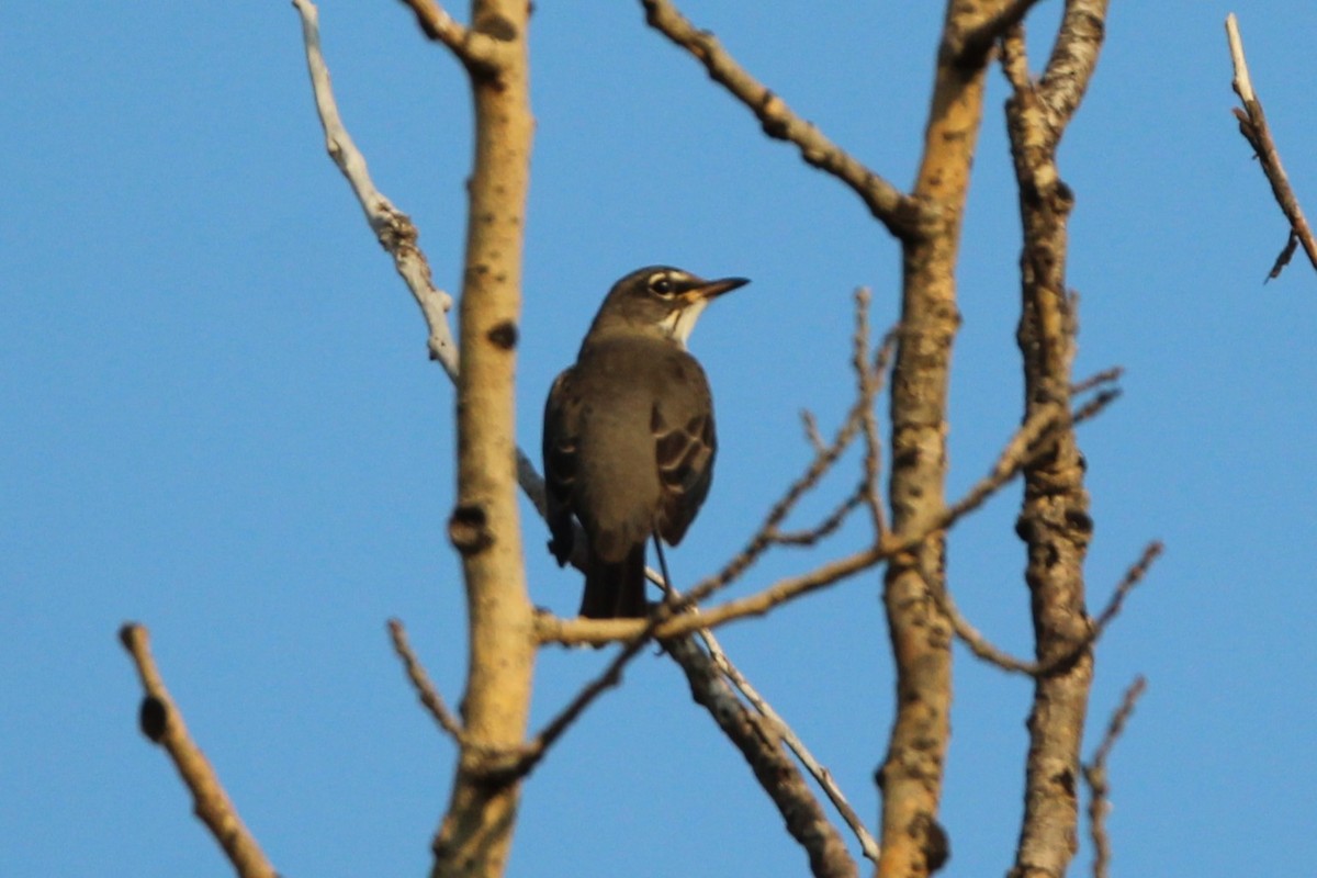 American Robin - ML641977406