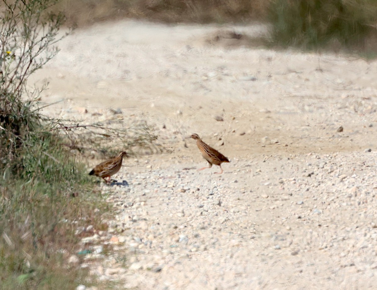 Common Quail - ML641977413
