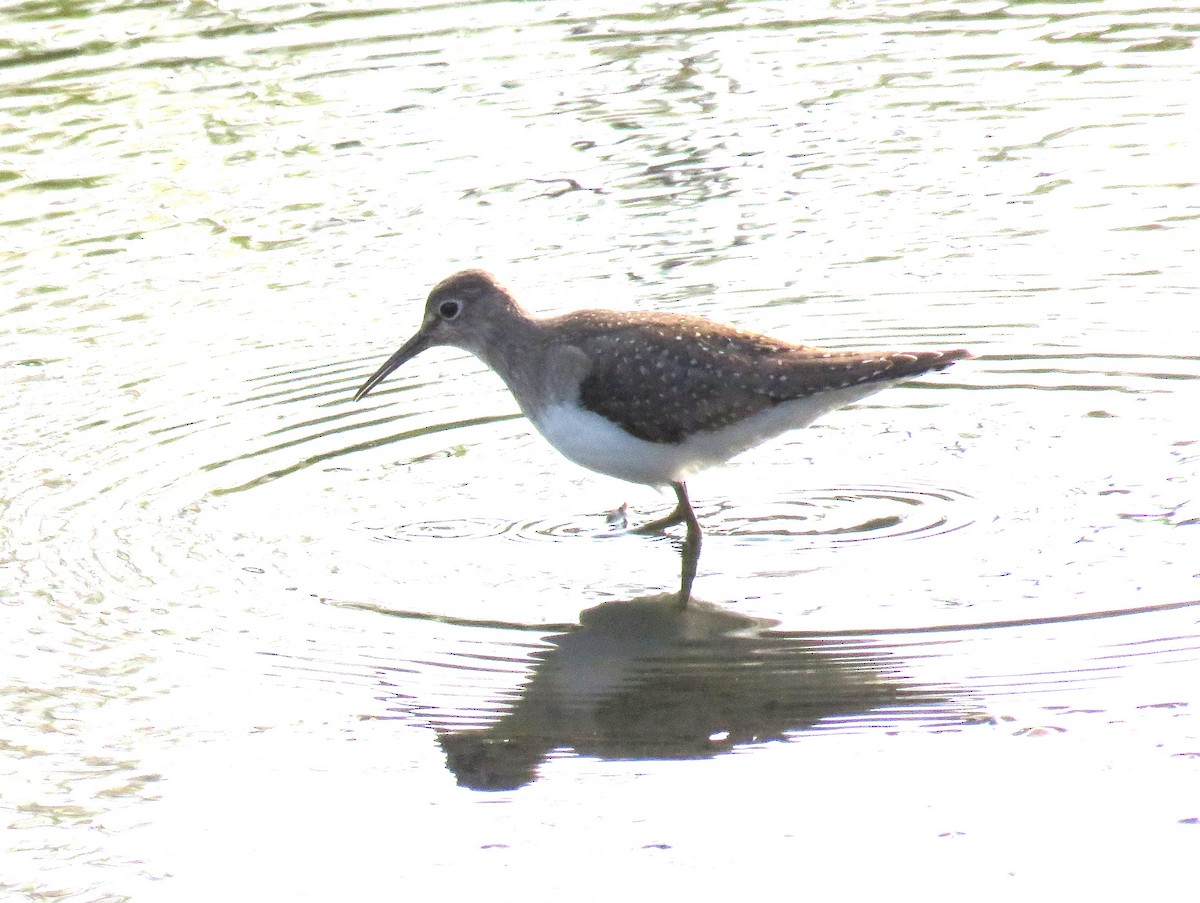 eremittsnipe - ML641977435