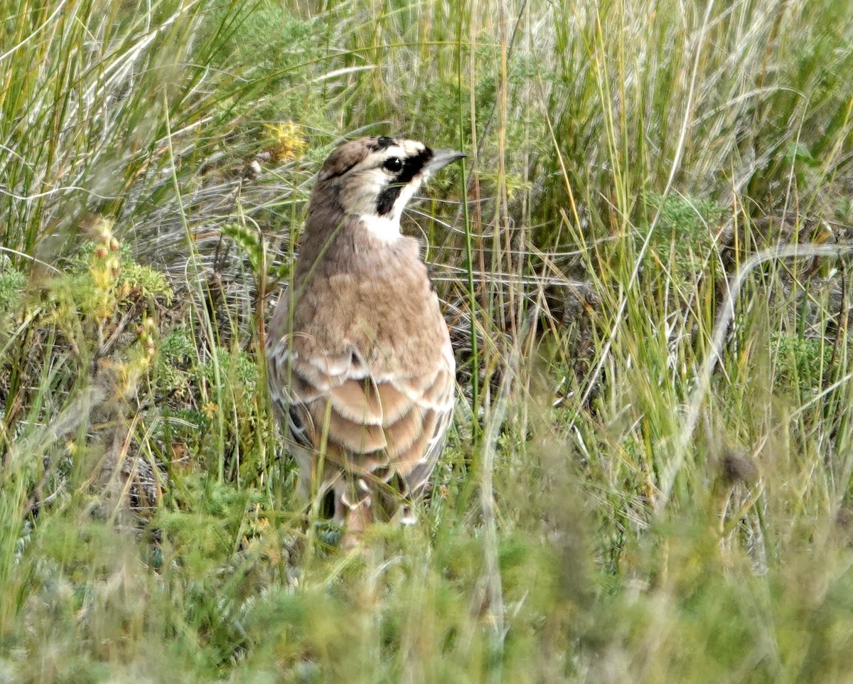 Horned Lark - ML641977443