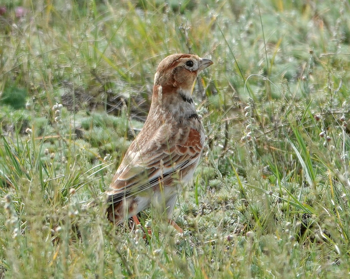 Mongolian Lark - ML641977448