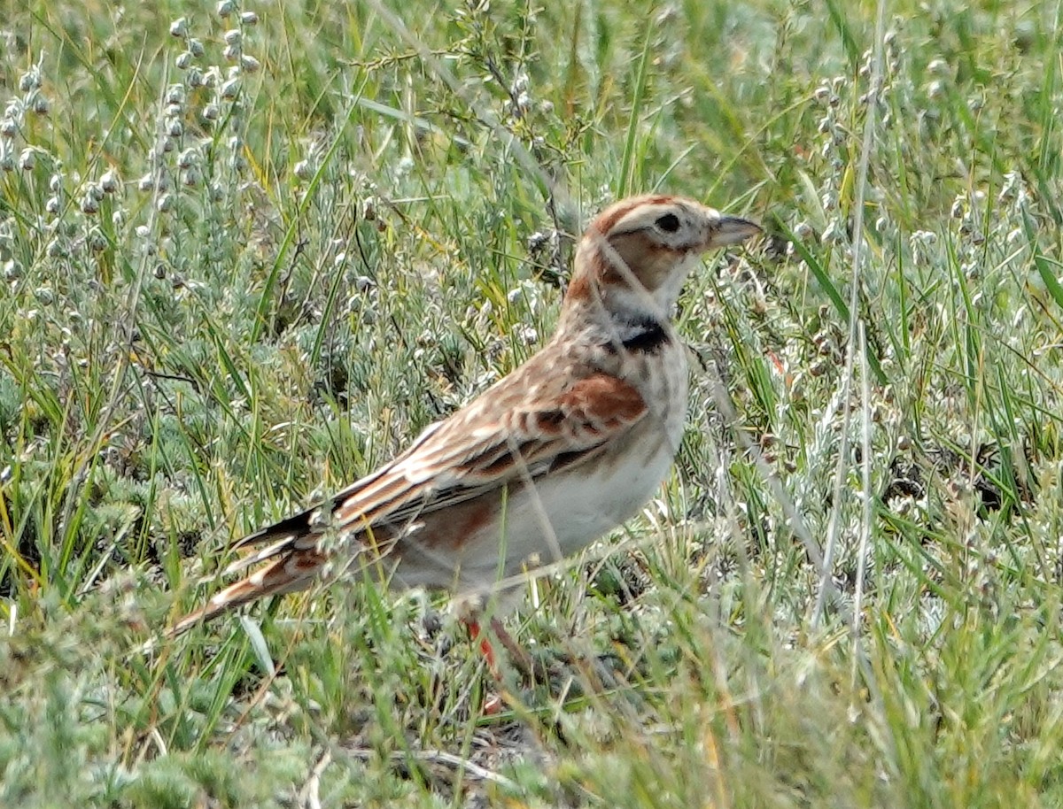 Mongolian Lark - ML641977449