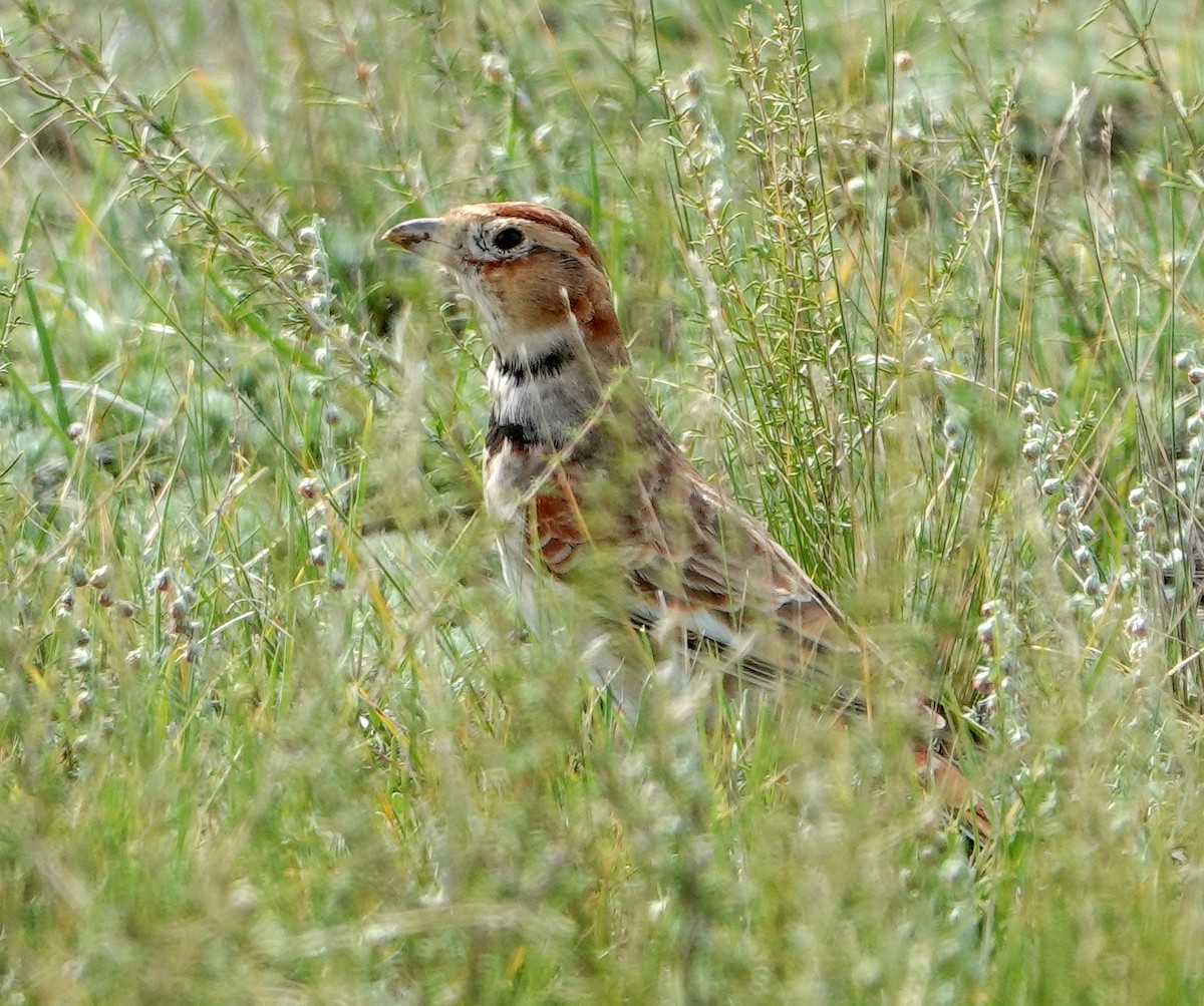 Mongolian Lark - ML641977450
