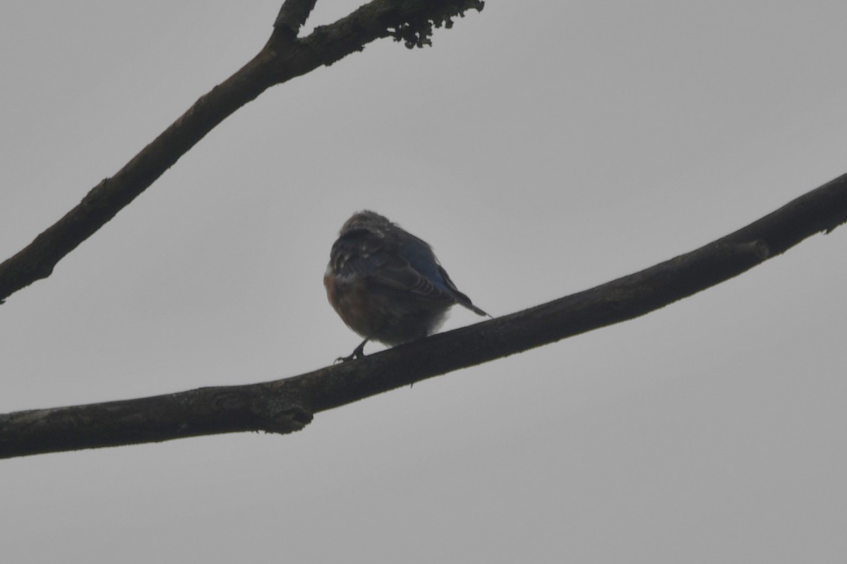 Eastern Bluebird - ML641977452