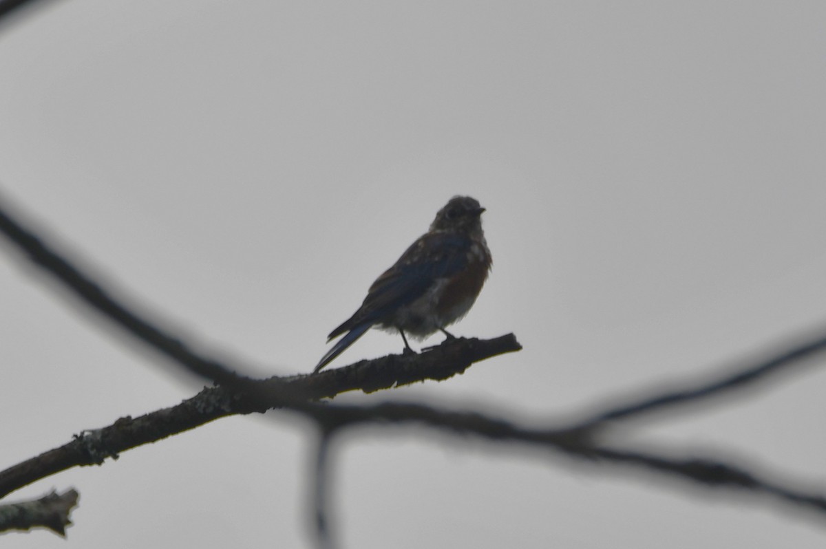 Eastern Bluebird - ML641977453