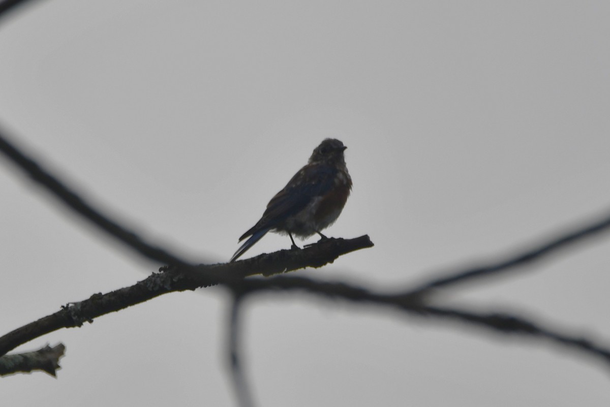 Eastern Bluebird - ML641977454