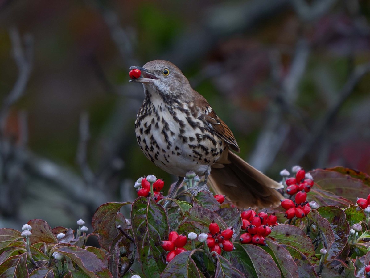 brunspottefugl - ML641977456