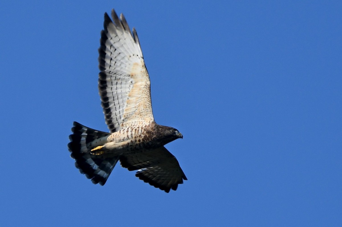 Broad-winged Hawk - ML641977461
