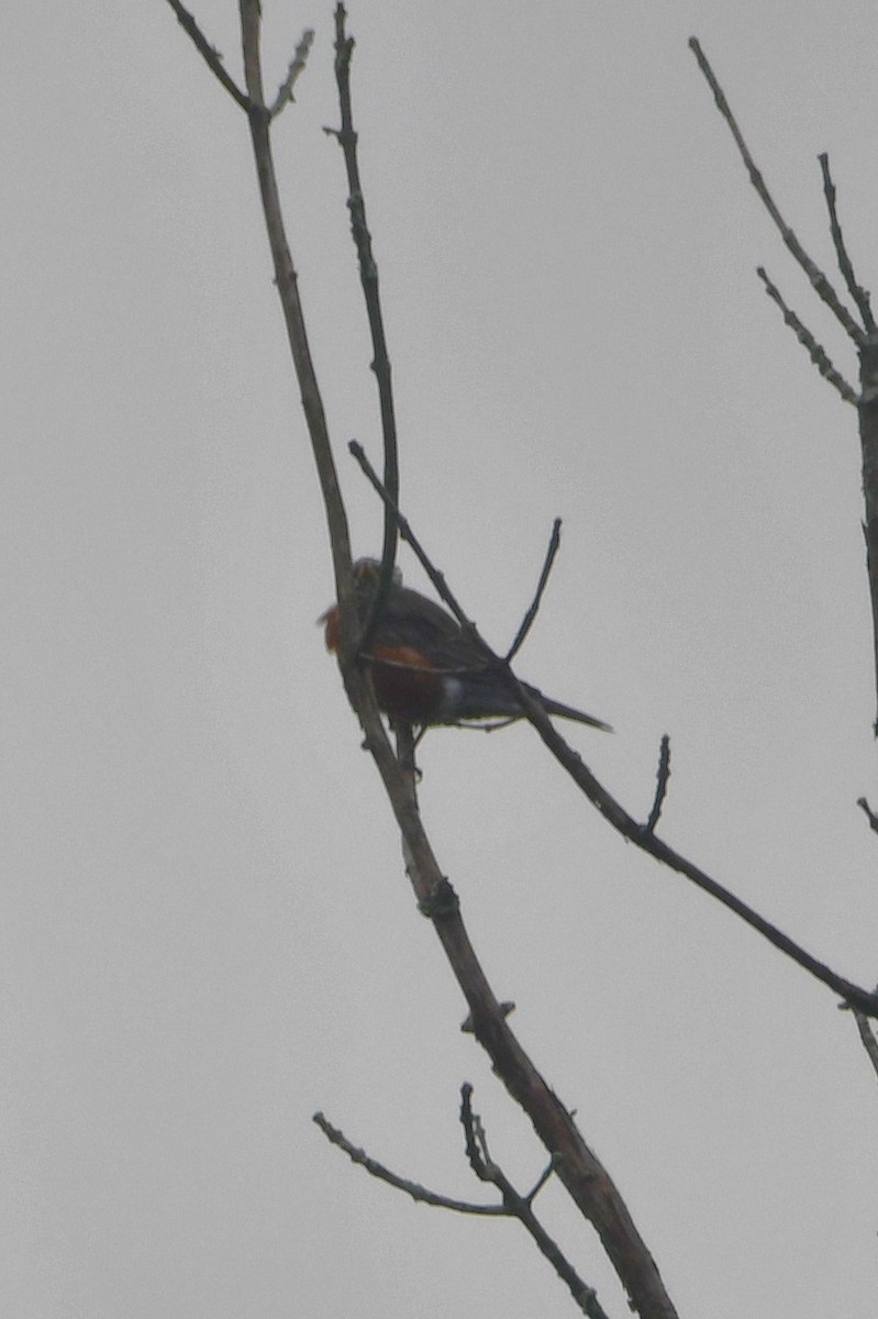 American Robin - ML641977463