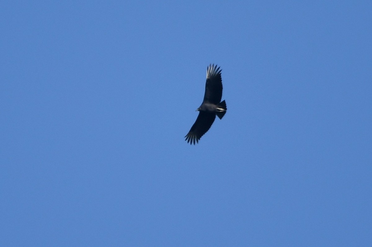 Black Vulture - ML641977467