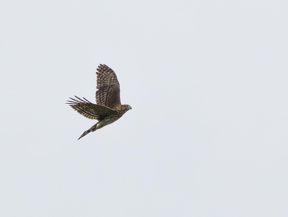 Cooper's Hawk - ML641977480
