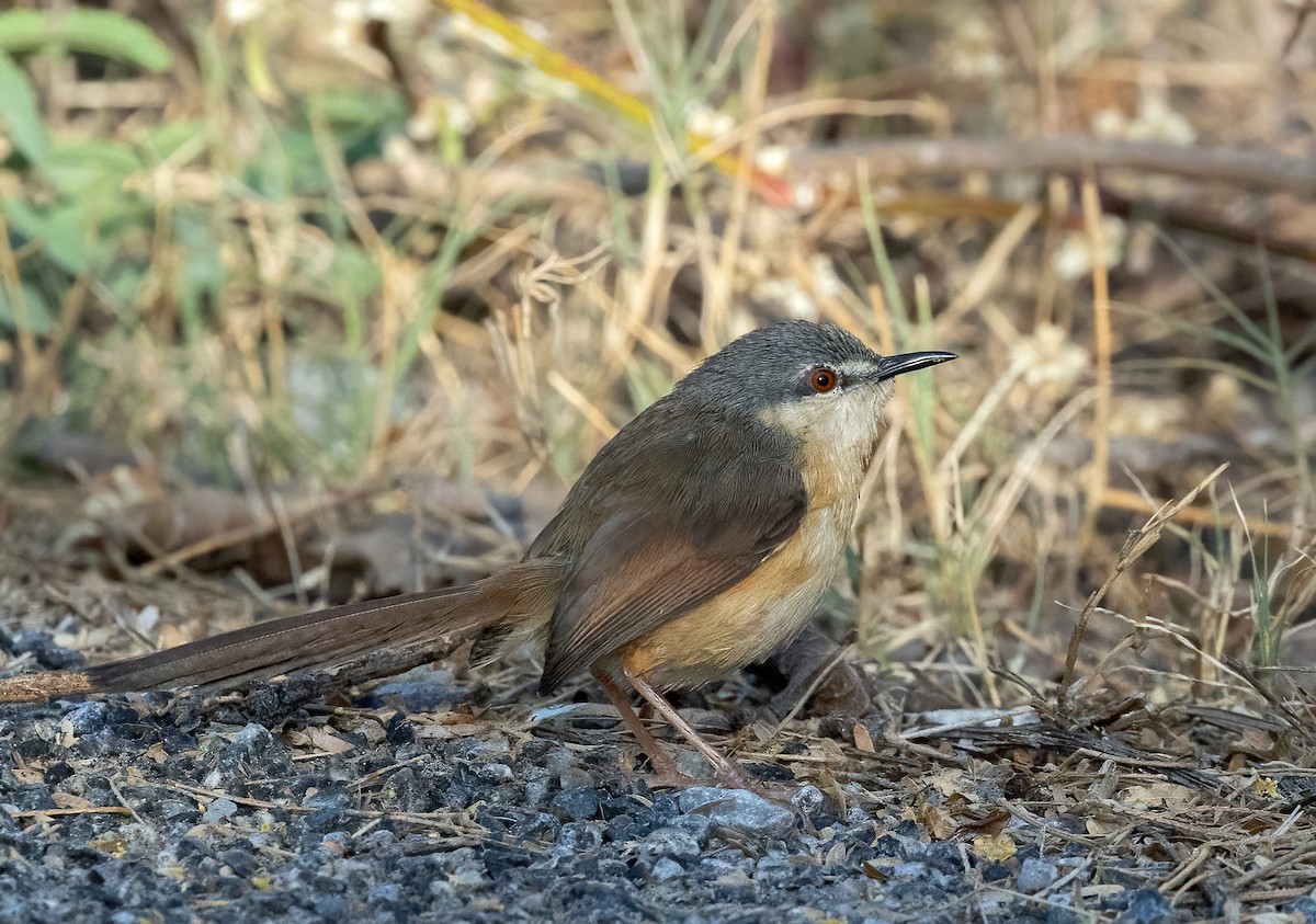Ashy Prinia - ML641977481