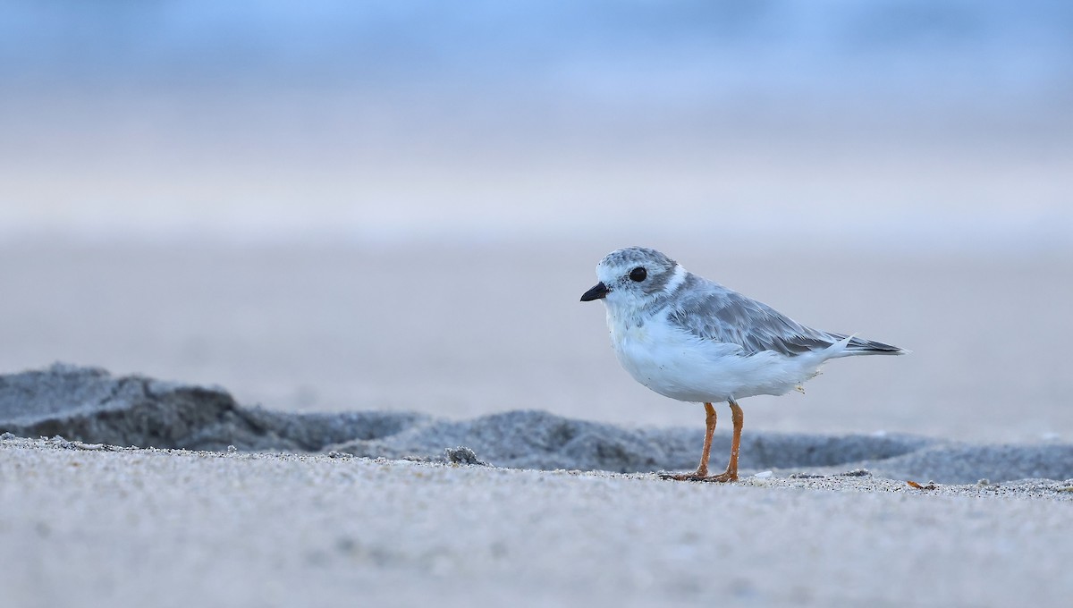 Piping Plover - ML641977492