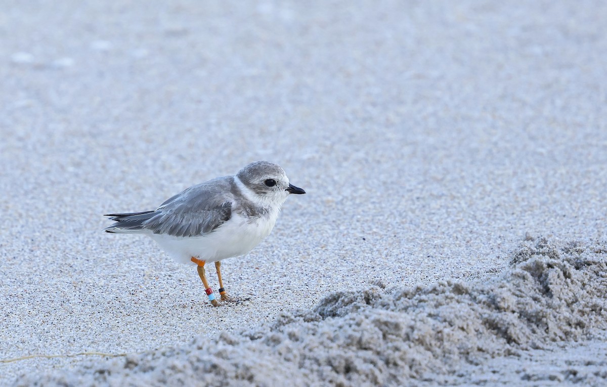 Piping Plover - ML641977495