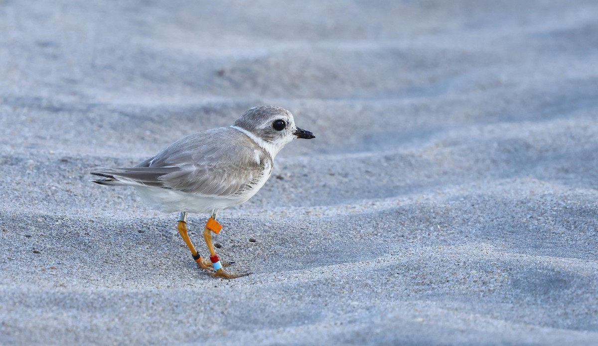 Piping Plover - ML641977496