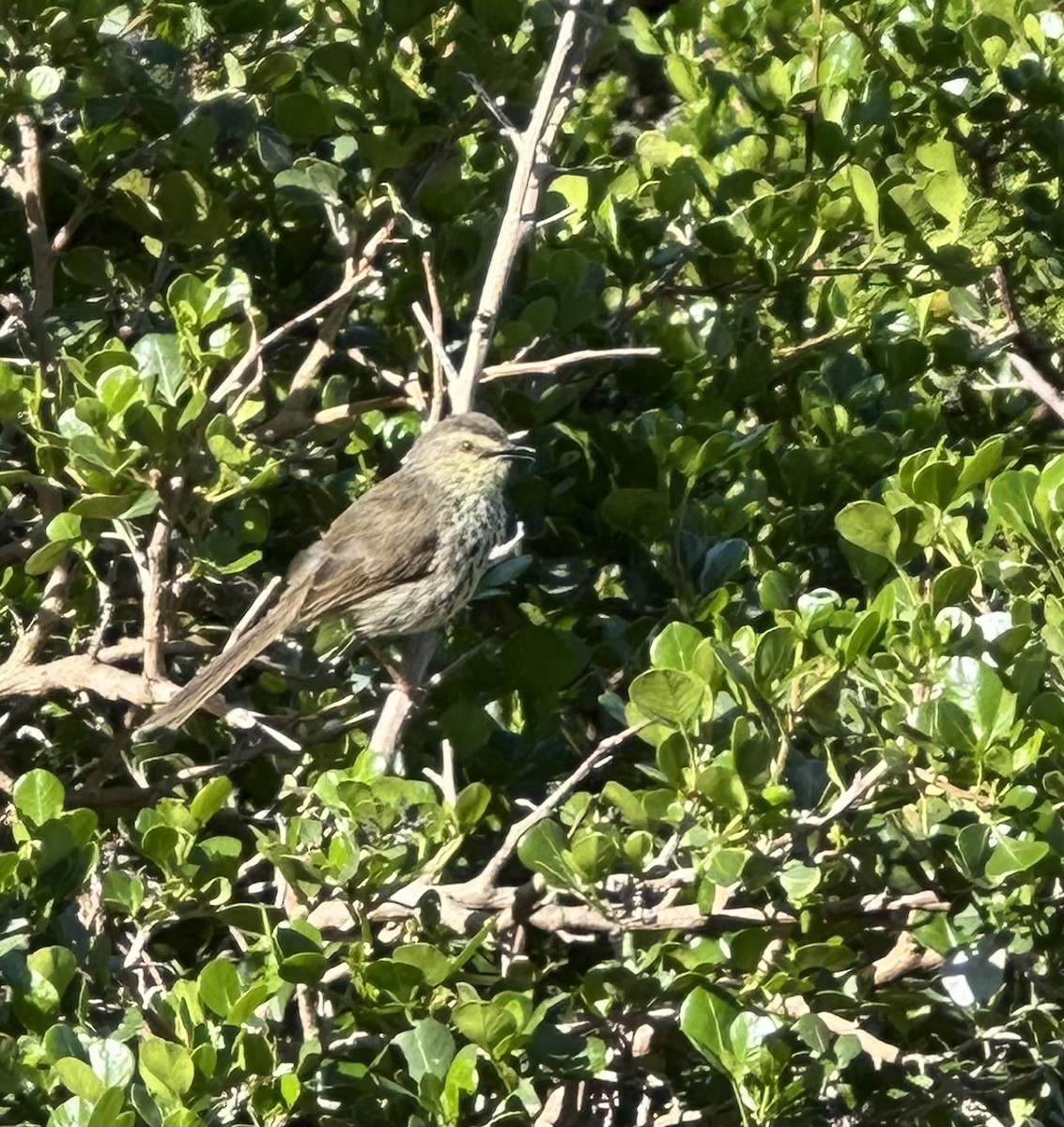 Prinia du Karoo - ML641977538