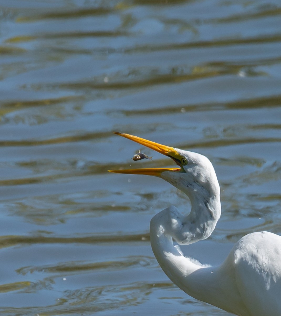 Grande Aigrette - ML641977539