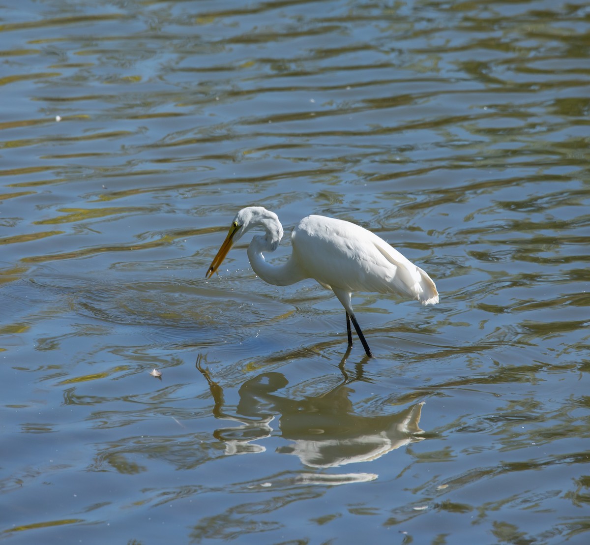 Grande Aigrette - ML641977540