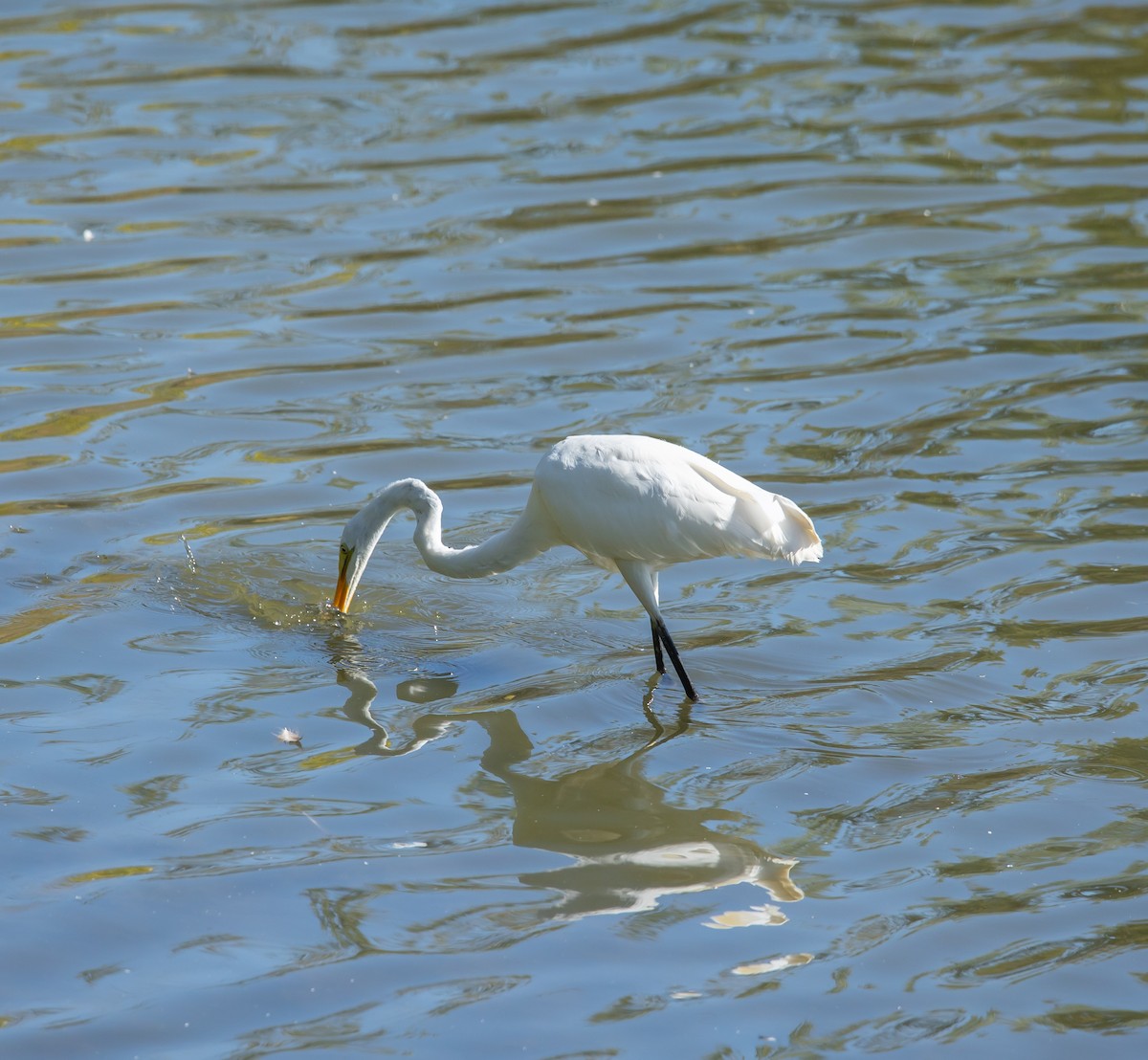 Grande Aigrette - ML641977541