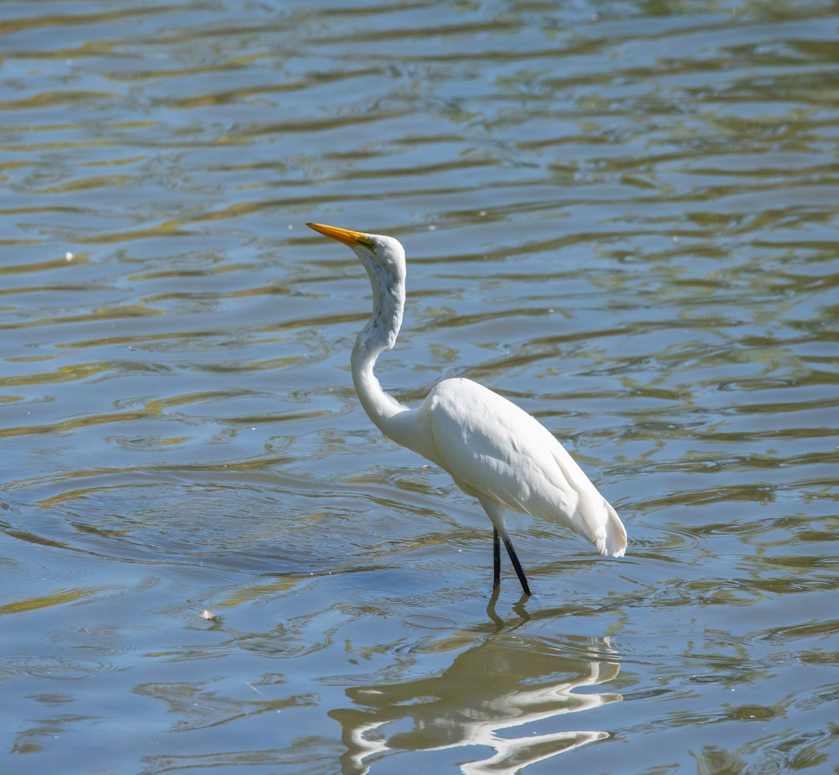 Grande Aigrette - ML641977542