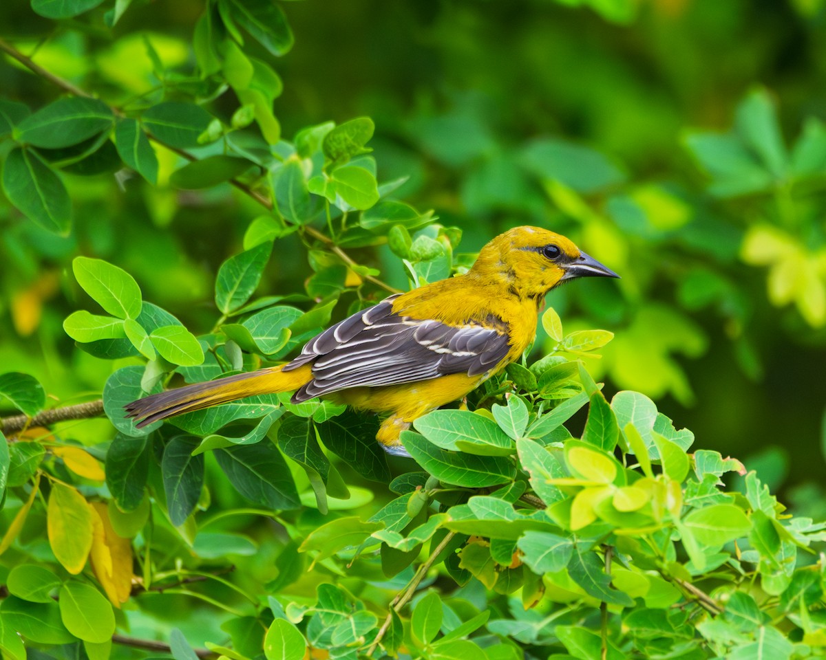 Oriole jaune - ML641977545