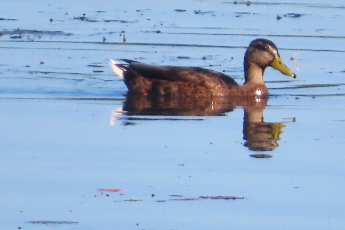 Canard colvert - ML641977554
