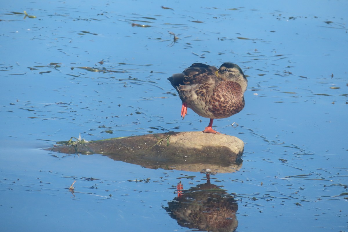 Canard colvert - ML641977555