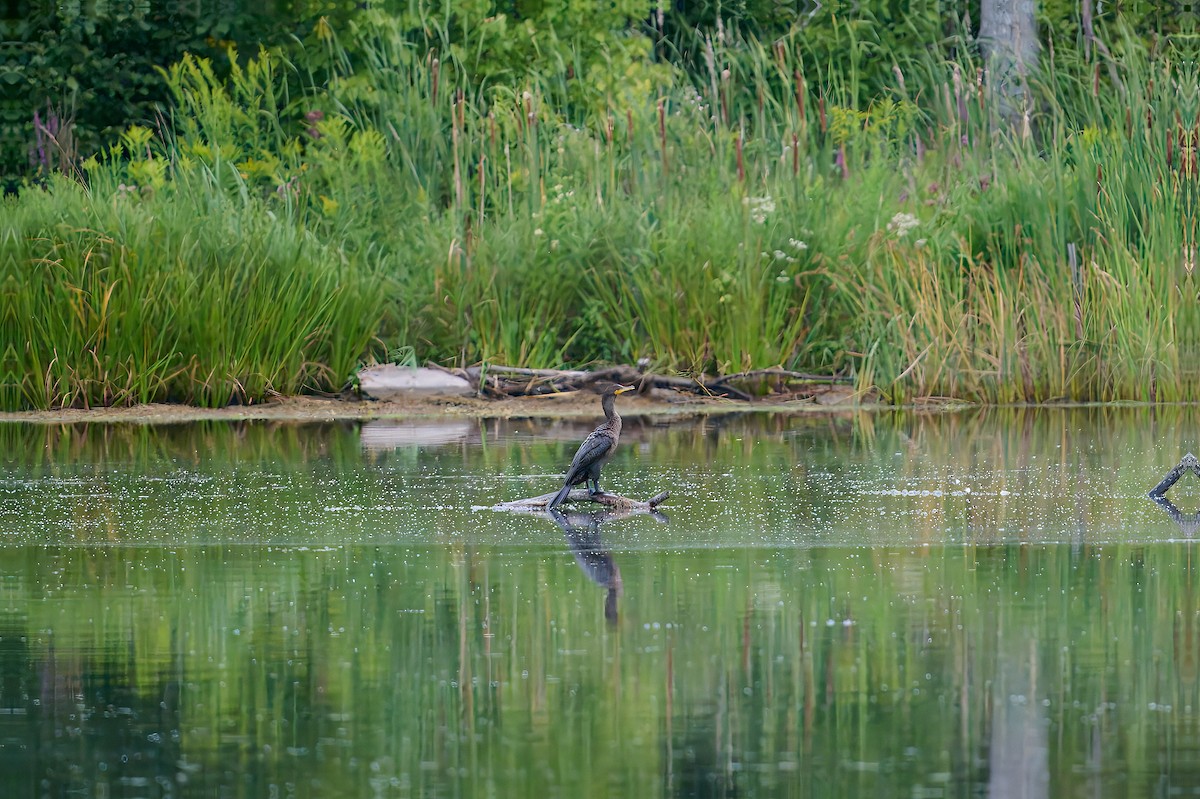 Cormoran à aigrettes - ML641977560