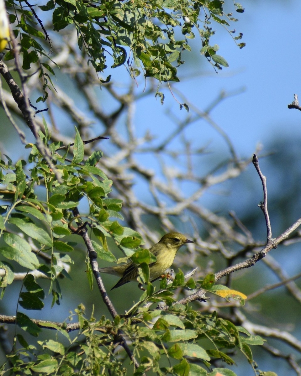 Blackpoll Warbler - ML641977570