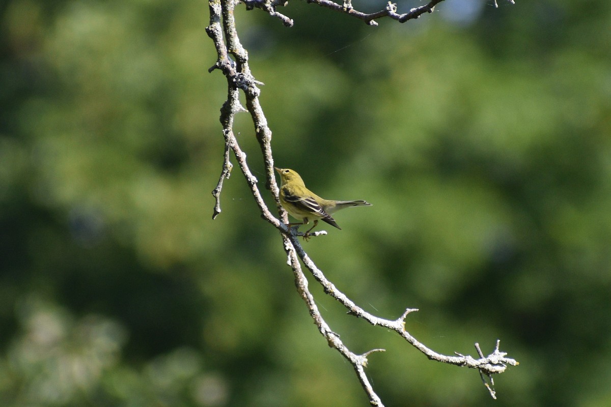Blackpoll Warbler - ML641977571